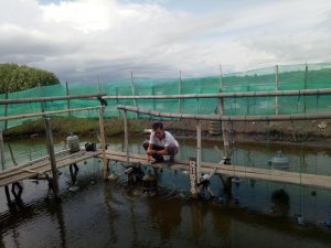 Inovasi Penggemukan Kepiting Bakau di Wajo, Modal Sedikit Namun Hasil Menggiurkan