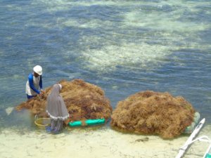 Rumput Laut Jenis SP Tumbuh Subur di Pulau Liukang Kalmas