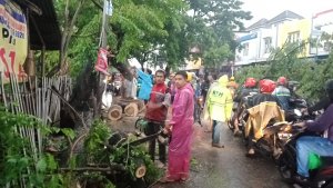 Hujan dan Angin Kencang, 14 Pohon Tumbang di Makassar Dalam Seminggu