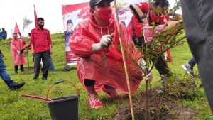 Megawati Ulang Tahun, PDIP Sulsel Tanam Pohon