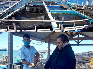 Pasar Ekspor Lesu, Fokus Bina Kelompok Nelayan Lobster