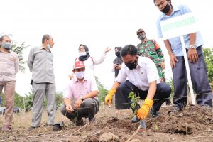1.800 Bibit Pohon Jeruk Keprok Selayar Ditanam di Desa Kaloling