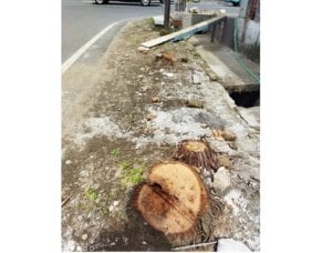 Lima Pohon di Jalan Andalas Ditebang Tanpa Izin, DLH Makassar Terjunkan Tim TPHP