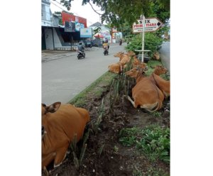 Kawanan Sapi Resahkan Masyarakat, Satpol PP Makassar Cari Pemilik Ternak