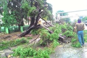 Hujan Disertai Angin Kencang, 9 Pohon Tumbang di Makassar