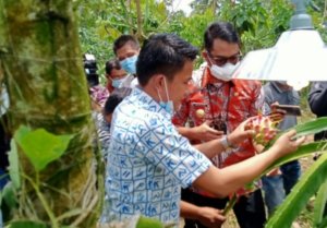 Legislator DPRD Sinjai Kamrianto Harap Bantuan untuk Petani Buah Naga Terus Mengalir