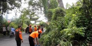 Hujan dan Angin Kencang, Pemkot Parepare Maksimalkan Penebangan Pohon Rawan Tumbang