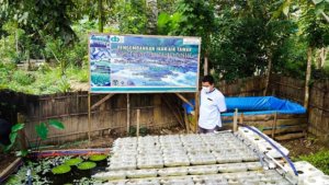Program Kolam Ikan Air Tawar Yayasan Hadji Kalla Bangkitkan Ekonomi Warga Desa