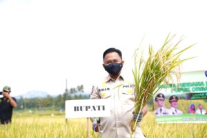Padi Organik Terus Berkembang di Bantaeng, Produksi Berlimpah