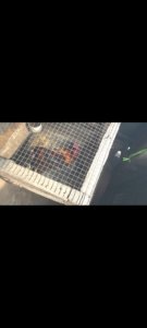 Tega! Ayam Jago Dibiarkan Sekarat dalam Kandang saat 5 Rumah Terbakar
