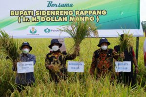 Didampingi Dollah Mando, Sudirman Sulaiman Panen Perdana di Kabupaten Sidrap