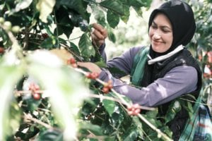 Petani di Rongkong Hasilkan Ratusan Juta Rupiah Sekali Musim