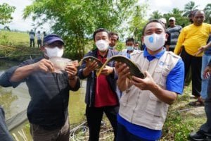 Dukung Program Pemerintah, MPM Muhammadiyah Sidrap Gelar Pelatihan Pertanian Terpadu