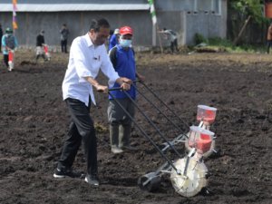 Presiden Jokowi: Pertanian Papua Barat Harus Bangkit