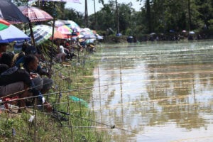 Pembudidaya Ikan Asal Sabbang Selatan Sukses Gelar Lomba Ikan Mas