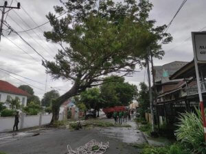Membahayakan Pengendara, DLHK Sinjai Pangkas Pohon di Pinggir Jalan