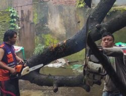 Angin Kencang Terjang Makassar, 13 Pohon Tumbang dalam Tiga Hari