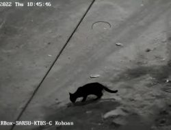 Viral Terekam CCTV, Hewan Liar Jenis Macan Cari Makan di Perkampungan, Ini Dugaan TNBTS