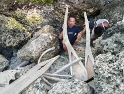 Warga Pulau Kalao Toa Selayar Temukan Tulang Ikan Berukuran Raksasa