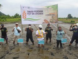 Dukung Pertanian Ramah Lingkungan, PT Vale Tanam Perdana SRI Organik di Uluere