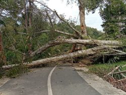 Pohon Disakralkan Tumbang, Warga Bersikeras Harus Ada Ritual Sebelum Evakuasi