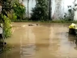 Banjir Terjang Permukiman Warga, Lima Buaya Ditemukan Berkeliaran