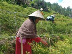 Perempuan asal Rongkong Terima Penghargaan sebagai Perempuan Berjasa di Sektor Pertanian
