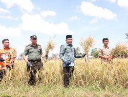 Panen Raya di Bantaeng, 264 Hektare Lahan Pertanian Semakin Produktif