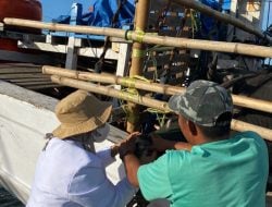Dinyatakan Sehat, 56 Ekor Kerbau Asal NTT Diperbolehkan Masuk Jeneponto