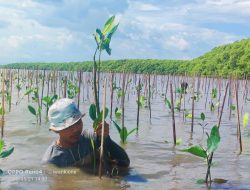Jaga Ekosistem Lingkungan, Pemprov Sulsel Lakukan Penanaman 39 ribu Batang Mangrove di Desa Marannu Maros