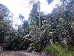 PUTR Sulsel Cutting Gunung Tangani Longsor di Lutra, Gubernur: Alhamdulillah, Dapat Dilewati Kembali