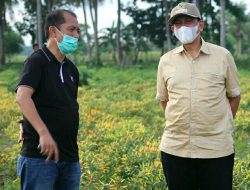Wajo Suplai Kebutuhan Cabai Daerah Luar Sulawesi