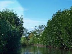 Pemkab Takalar Tanam 3.000 Bibit Mangrove