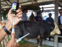 Wabah PMK Meluas, Pemprov Sulsel Siapkan Anggaran Rp10 Juta untuk Ternak yang Disembelih