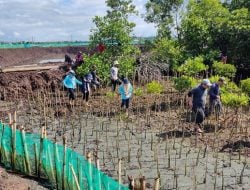 Rawat Ekosistem Lingkungan Laut, DKP Sulsel Tanam 38 Ribu Batang Mangrove di Bone