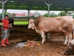 Gubernur Andi Sudirman Dapat Sumbangan Sapi Seberat 1,4 Ton, Daging Disalurkan ke Lima Daerah