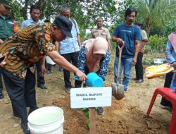 Maros Dapat Bantuan 149 Ribu Pohon Kopi, Mallawa Dipusatkan Sebagai Sentra Kopi
