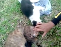 Sadis, Ternyata Sosok Brigjen TNI yang Tembaki Kucing di Sesko TNI Bandung