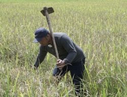 Program Mandiri Benih Pemprov Sulsel, Hasil Panen Petani di Maros Naik 1 Ton Dibanding Sebelumnya