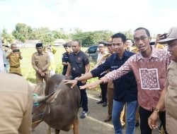 Perumda Bone Bisnis Sapi, Pasokan Perdana ke Pulau Kalimantan