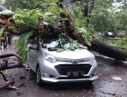 Hujan Deras Disertai Angin Kencang, Mobil Taxi Online Tertimpa Pohon