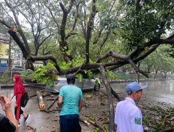 Pohon Tumbang di Empat Titik Makassar, Dua Mobil Tertimpa