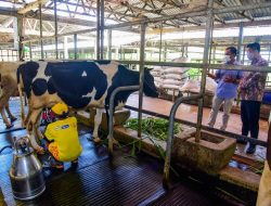 Swasta Diminta Bantu Peternak Sapi Perah