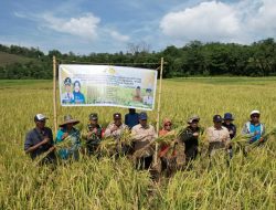 Survei Ubinan, Produksi Padi Barru Tembus 7,76 Ton per Ha