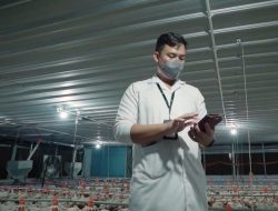 IoT Smart Poultry Berhasil Tekan Biaya Operasional Peternak hingga 50 Persen