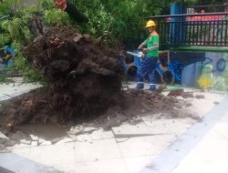 Hujan Disertai Angin Kencang, Satu Pohon Tumbang di Jalan Kajaolalido Makassar