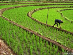 Cerita Sukses Petani Desa Tarobok, Berhasil Tingkatkan IP 100 Menjadi IP 200