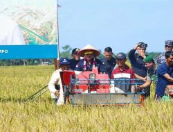 Beras Indonesia Melimpah Ruah, Perpadi Sebut Cari Gabah Sangat Mudah