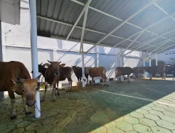 Kemenkumham Sulsel Kurban 14 Ekor Sapi