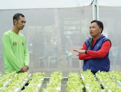 Perekonomian Petani Sayuran Hidroponik Meningkatkan Sejak Dapat Bantuan dari Bupati Bantaeng